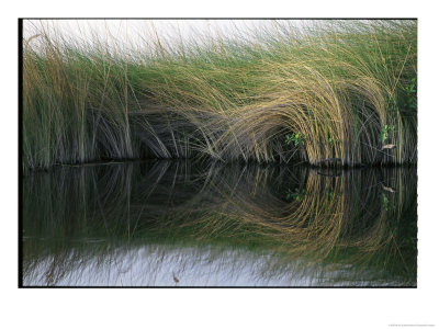 Aquatic Grasses Blow In The Wind by Nicole Duplaix Pricing Limited Edition Print image