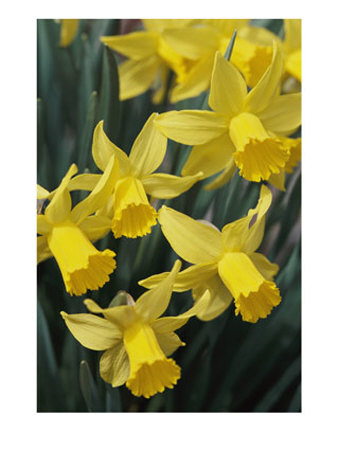 Spring Flowers, Daffodils, Early Spring, Massachusetts by Darlyne A. Murawski Pricing Limited Edition Print image