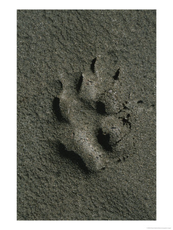 Wolf Track, Firth River, Yukon Territory by Michael Melford Pricing Limited Edition Print image