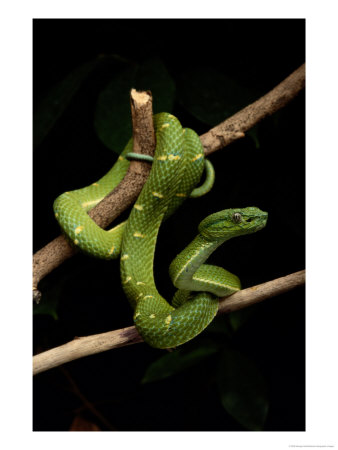 A Yellow-Lined Palm Viper by George Grall Pricing Limited Edition Print image
