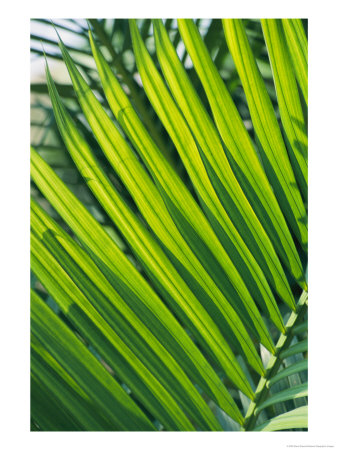 Close View Of Palm Fronds by Steve Raymer Pricing Limited Edition Print image