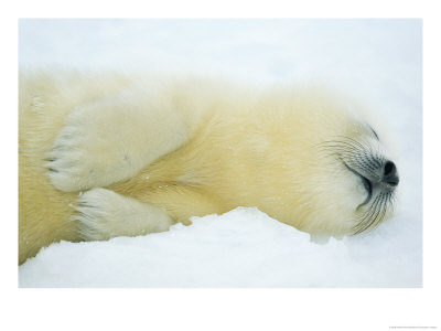 Close View Of Sleeping Two-Day-Old Harp Seal Pup by Norbert Rosing Pricing Limited Edition Print image