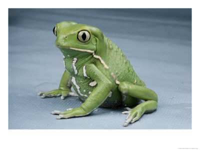 A Small Tree Frog by George Grall Pricing Limited Edition Print image