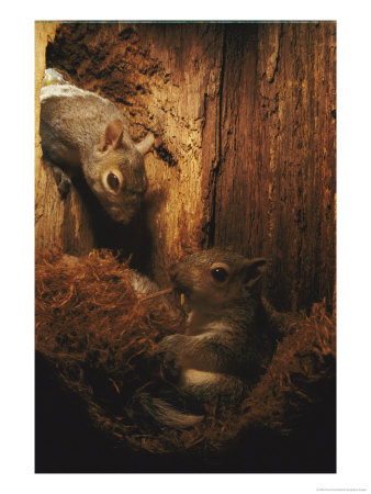 A Baby Eastern Gray Squirrel In Its Nest by Chris Johns Pricing Limited Edition Print image