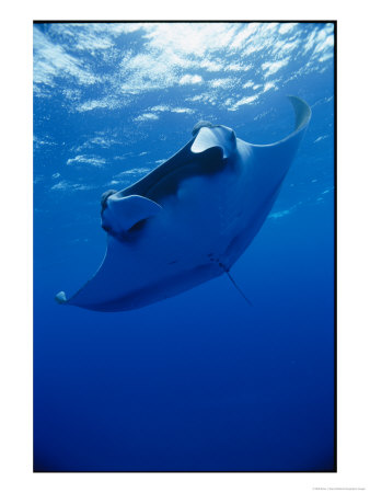 A Manta Ray Glides Under The Surface Of The Ocean by Brian J. Skerry Pricing Limited Edition Print image