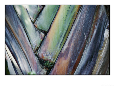 A Close-Up Of A Palm Frond by Vlad Kharitonov Pricing Limited Edition Print image