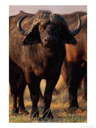 A Portrait Of A Cape Buffalo by Beverly Joubert Pricing Limited Edition Print image