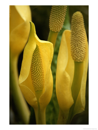 Skunk Cabbage In Flower by Michael Melford Pricing Limited Edition Print image