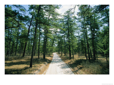 Sand Road Through The Pine Barrens, New Jersey by Skip Brown Pricing Limited Edition Print image