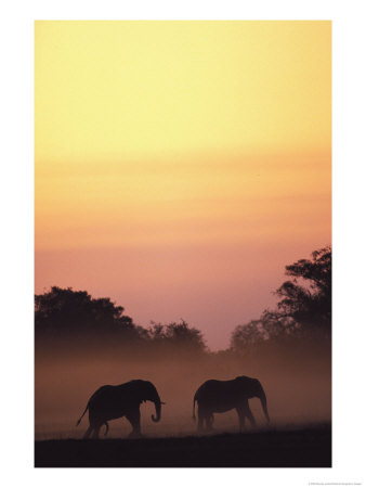 African Elephant Taking A Dust Bath At Sunset by Beverly Joubert Pricing Limited Edition Print image