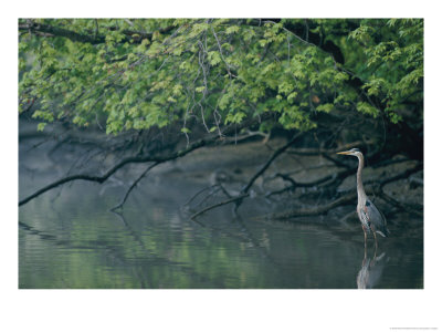 Great Blue Heron by Robert Madden Pricing Limited Edition Print image