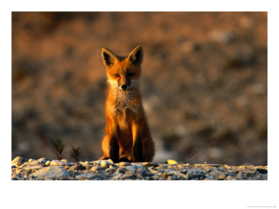 Portrait Of A Young Red Fox by Norbert Rosing Pricing Limited Edition Print image