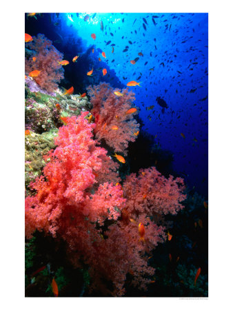 Peach-Coloured Soft Coral Adorns A Steep Drop-Off, Red Sea, Egypt by Casey Mahaney Pricing Limited Edition Print image