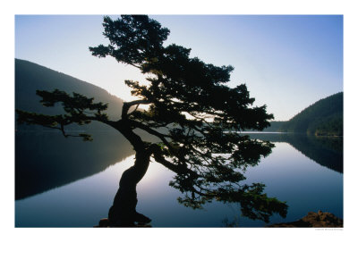 Douglas Fir (Pseudotsuga Menziesii)In Cascade Lakes, Moran State Park, Usa by John Elk Iii Pricing Limited Edition Print image