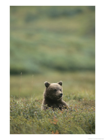 A Grizzly Bear Sits In A Meadow by Michael S. Quinton Pricing Limited Edition Print image