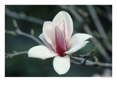 Magnolia by Gregory Baker Pricing Limited Edition Print image