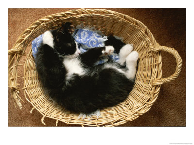 A Black-And-White Domestic Short-Hair Kitten Sleeps In His Basket by Brian Gordon Green Pricing Limited Edition Print image