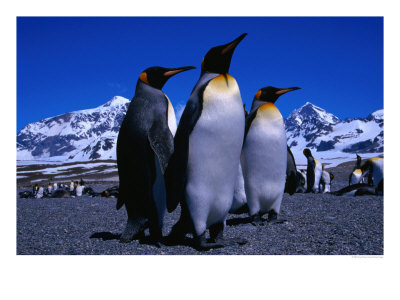 King Penguins One Of Natures Great Looking Birds, St. Andrews Bay, Antarctica by Grant Dixon Pricing Limited Edition Print image