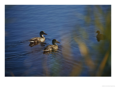 A Close View Of Ducks Swimming In Water by Raymond Gehman Pricing Limited Edition Print image