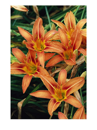 A Cluster Of Coral-Colored Day Lilies by George Grall Pricing Limited Edition Print image