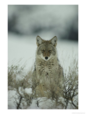 Portrait Of A Coyote Sitting In The Snow by Michael S. Quinton Pricing Limited Edition Print image