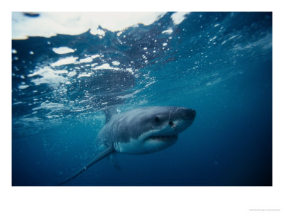 Great White Shark, South Africa by Stuart Westmoreland Pricing Limited Edition Print image