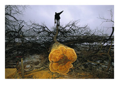 A Man Holding A Chainsaw Stands Atop A Felled Osage Orange Tree by Joel Sartore Pricing Limited Edition Print image