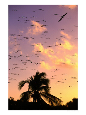 Frigate Birds Soaring At Sunrise Around Coconut Palms, Cayos Cochinos, Islas De La Bahia, Honduras by Ralph Lee Hopkins Pricing Limited Edition Print image