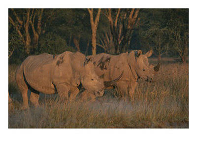 Oxpeckers Search For Ticks On A Pair Of Southern White Rhinoceroses by Roy Toft Pricing Limited Edition Print image