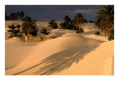 Palm Trees And Sand Dunes, Douz, Tunisia by Wayne Walton Pricing Limited Edition Print image