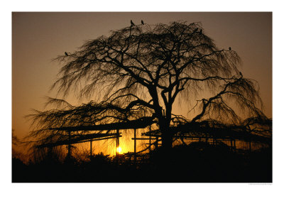 Cherry Tree In Maruyama-Koen Park At Sunset, Kyoto, Japan by Martin Moos Pricing Limited Edition Print image