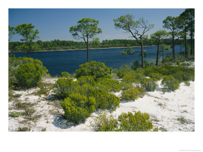 Pine Trees And Brush Growing In Sandy Ground Along A Waterway by Raymond Gehman Pricing Limited Edition Print image