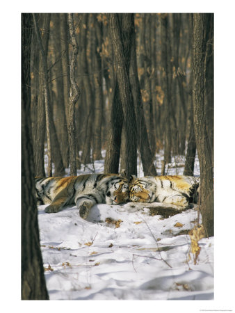 Two Tigers Take A Nap Together by Marc Moritsch Pricing Limited Edition Print image
