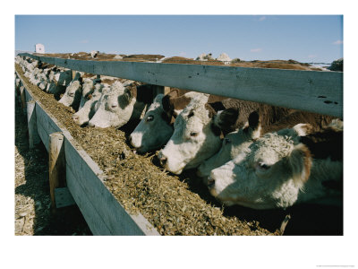 Cattle Lined-Up At A Trough To Eat by Joe Scherschel Pricing Limited Edition Print image