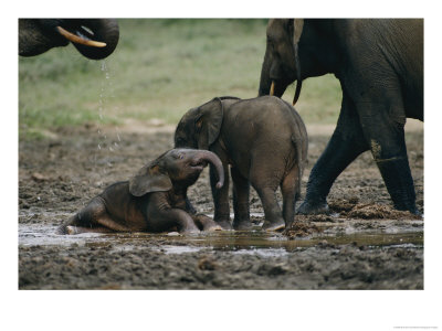 African Forest Elephants Frolick In The Mineral-Rich Mud Of A Water Hole by Michael Fay Pricing Limited Edition Print image