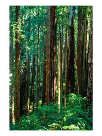 Castal Redwood Trees, California, Usa by Rob Blakers Pricing Limited Edition Print image