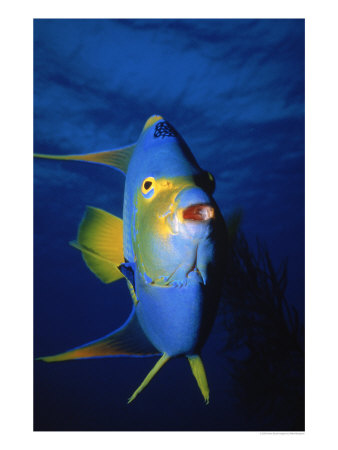 Single Queen Angle Fish by Mike Mesgleski Pricing Limited Edition Print image