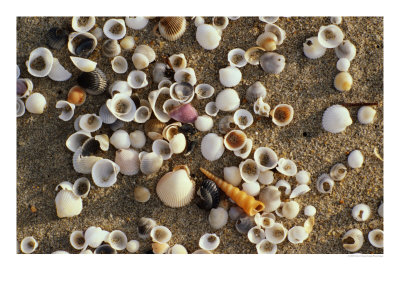 Shells On Sand, Marang, Terengganu, Malaysia by Richard I'anson Pricing Limited Edition Print image