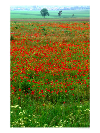 Poppy Fields Near Veneuvre, Basse-Normandy, France by Diana Mayfield Pricing Limited Edition Print image