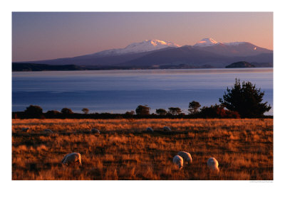Lake Taupo In Tongariro National Park, New Zealand by David Wall Pricing Limited Edition Print image