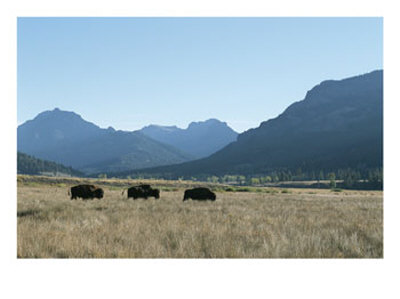 American Bison Graze In A Prairie At The Foot Of Rugged Mountains by Tom Murphy Pricing Limited Edition Print image