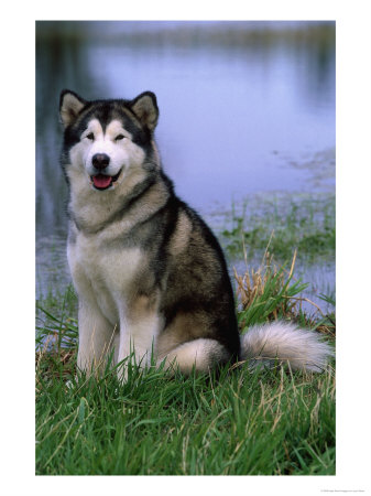 Alaskan Malamute Near A Pond by Lynn M. Stone Pricing Limited Edition Print image