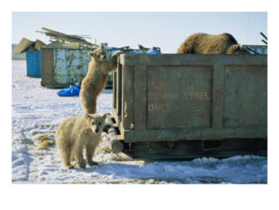 A Grizzly And Her Twin Cubs Scavenge Through A Dumpster by Joel Sartore Pricing Limited Edition Print image