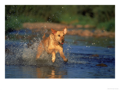 Yellow Labrador Retriever Running Through Water by Gary Hubbell Pricing Limited Edition Print image