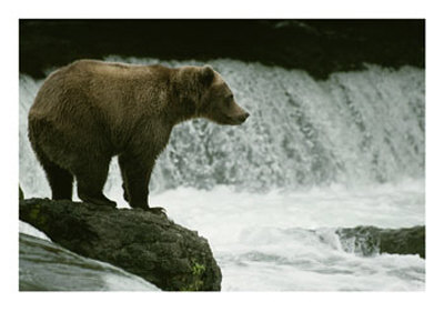 A Grizzly Bear Waits Patiently Near A Waterfall For Passing Fish by Tom Murphy Pricing Limited Edition Print image