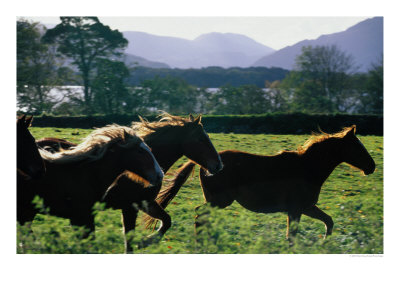 Three Horses Cantering Through Field, Ireland by Oliver Strewe Pricing Limited Edition Print image