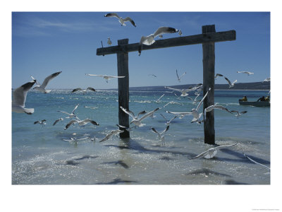 Sea Gulls Hover Over Surf Around A Piling by Sam Abell Pricing Limited Edition Print image