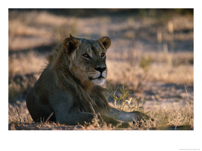 Sub-Adult Male African Lion by Nicole Duplaix Pricing Limited Edition Print image