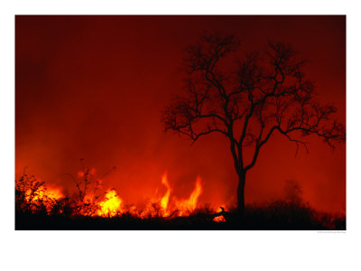 Veld Fire, Kruger National Park, Mpumalanga, South Africa by Carol Polich Pricing Limited Edition Print image