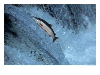 Red Salmon Swimming Upstream, Katmai, Ak by Kyle Krause Pricing Limited Edition Print image